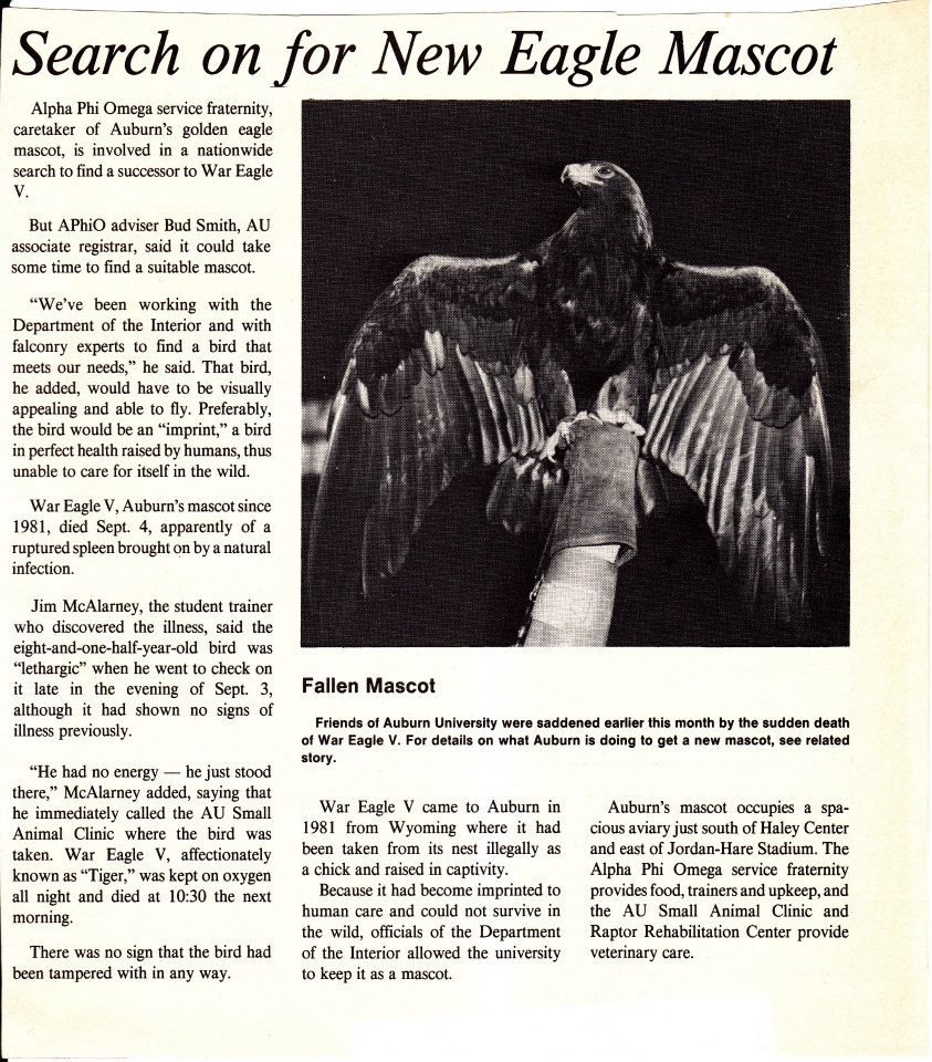 Newspaper article on the search for a new War Eagle, 1981